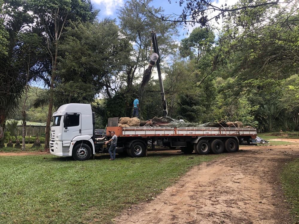 Transplante das Palmeiras