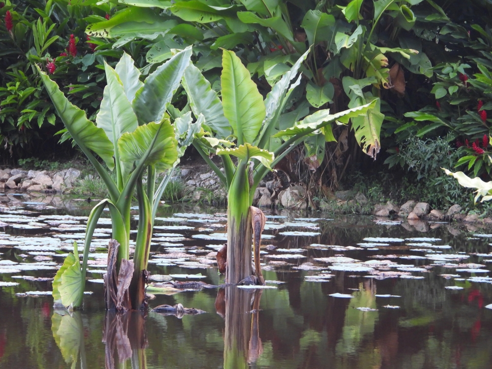 Saiba como escolher palmeiras para o seu jardim!