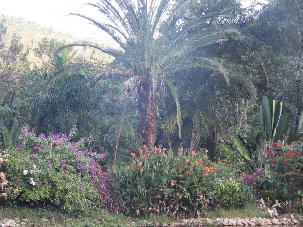 Conheça as Plantas Aromáticas Para Jardim